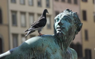 Problemas con las palomas en el edificio 